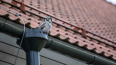 Rain Chain vs. Downspout: Which Is Right for Your Dallas Home?